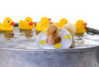 baby duck in water