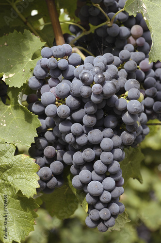 grappe de raisins
