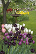 tulip garden