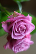 pink roses