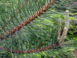 pine branch pine branch