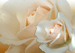 zwei weiße rosen