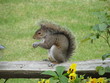 grey squirrel