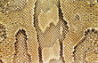 textures – snakeskin #03