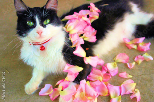pet pamper