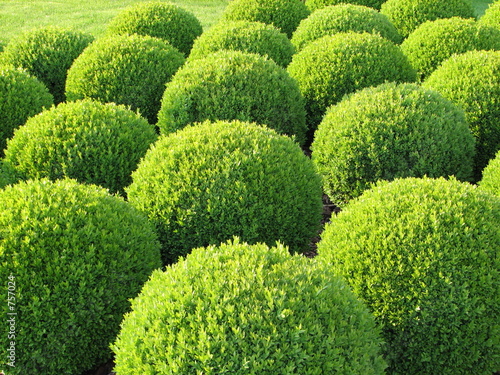 box tree