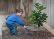 planting a tree