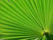 backlit palm