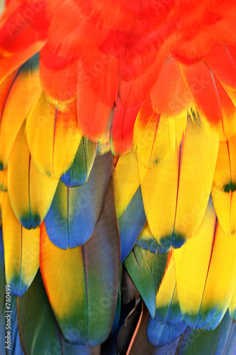 feathers