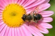 bee in the flower bee in the flower