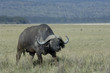 african buffalo