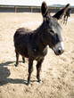 burro5748