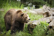 grizzly bear