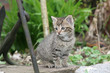 little explorer