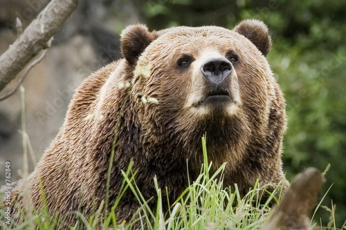 Foto: bear bear