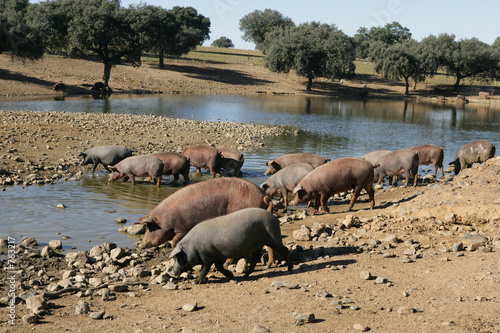 Foto: cerdos ibéricos cerdos ibéricos