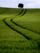 kornfeld mit baum kornfeld mit baum