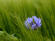 kornblume kornblume