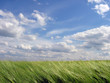 getreide und himmel mit wolken