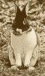 kaninchen aufrecht