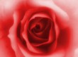 rose petal