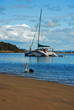pelican in front of boat