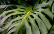 tropical leaf