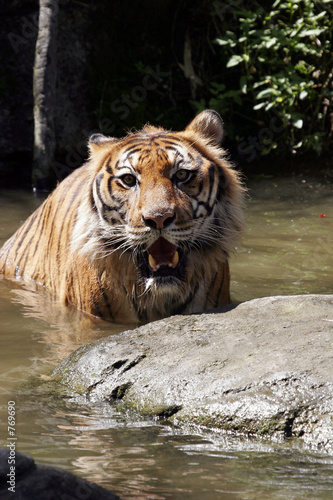 Photo: tigre tigre