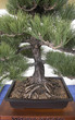 bonsai bonsai