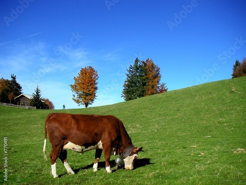 vache vache