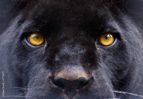Photo: the eyes of a black panther the eyes of a black panther