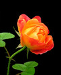 rose