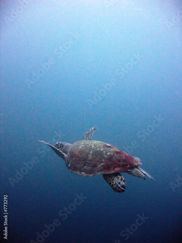 turtle