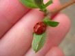 lady-bird