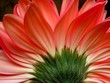 blossom