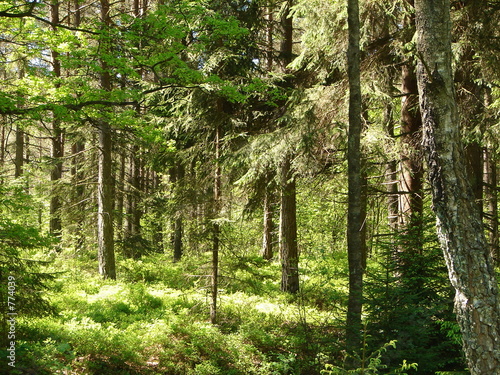 swedish forest