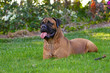 bullmastiff