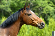 profil du cheval