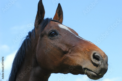 portrait d'un cheval