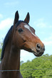 cheval et ciel