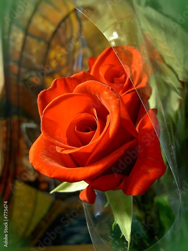 red rose red rose