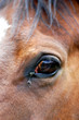regard du cheval
