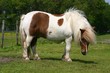 Foto: shetland pony shetland pony
