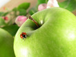 ladybird on green apple