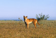 dingo