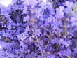 lavendel