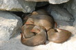 glückliche familie