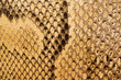 textures – snakeskin #02