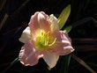 day lilly