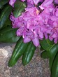 rhododendron rhododendron